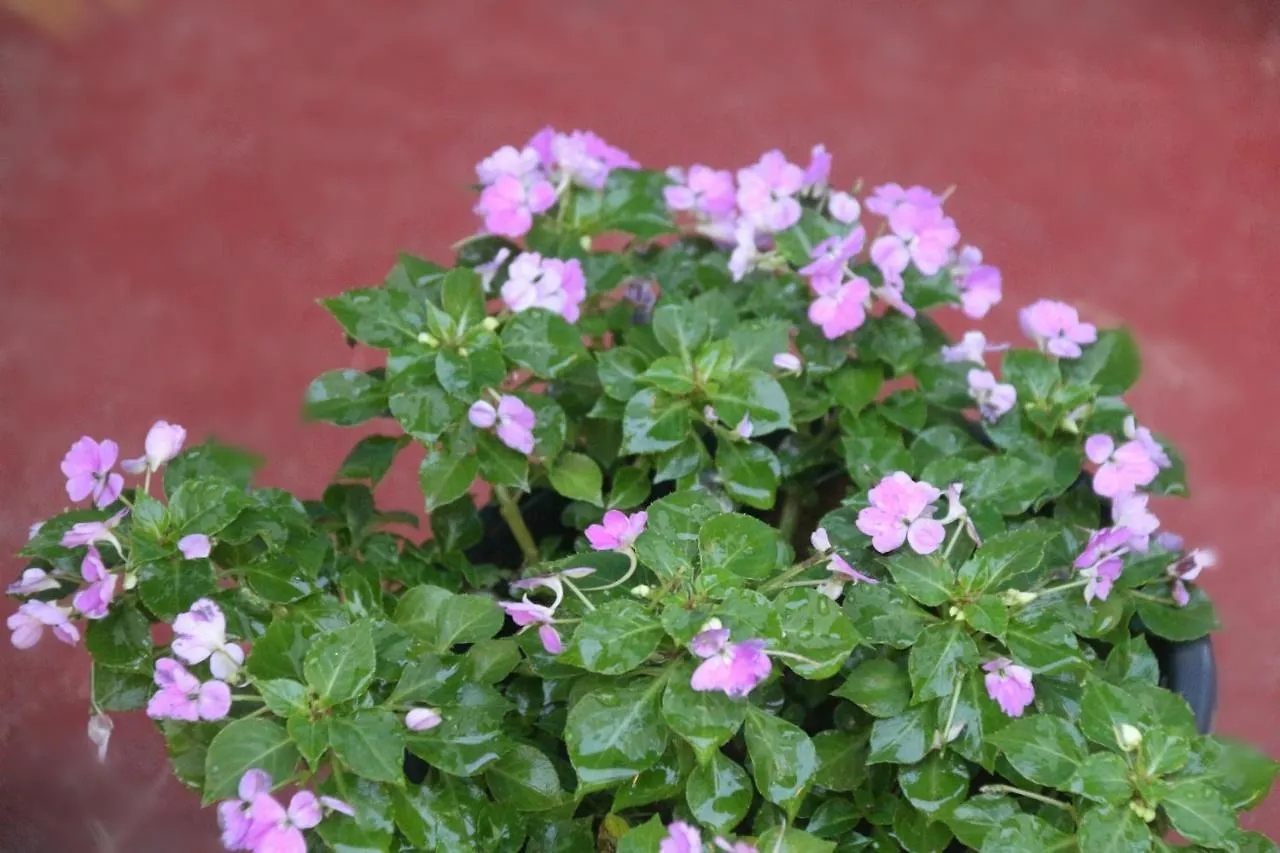 Apple Sara Home Stay Kandy Hotel